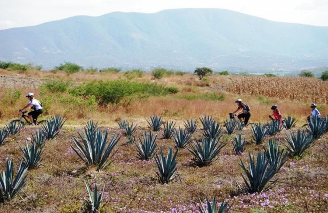  Maguelles 和自行车